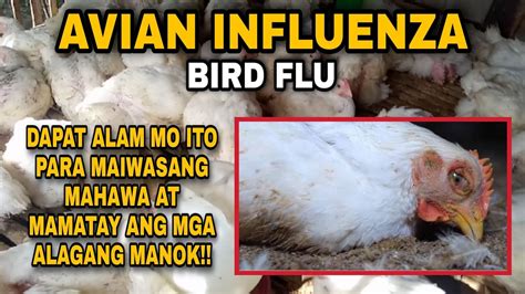 epekto ng belamyl sa manok|Bird Flu (Avian Influenza) .